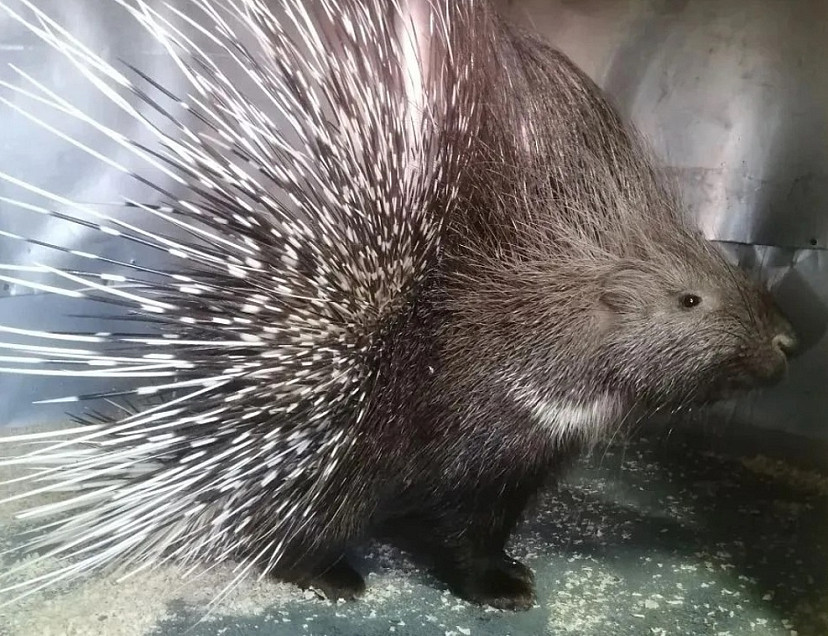 В Саратовской области ветеринарам на прививку привели дикобраза 